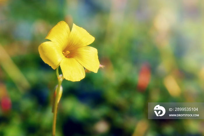 Yellow jessamine flower in the wilderness