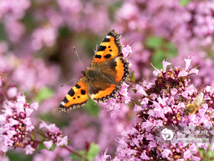 Small tortoiseshell butterfly feeding on oregano flowers