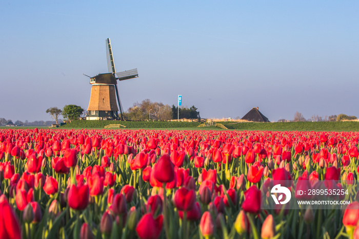 Windmill and tulips fields, Alkmaar polder, Netherlands