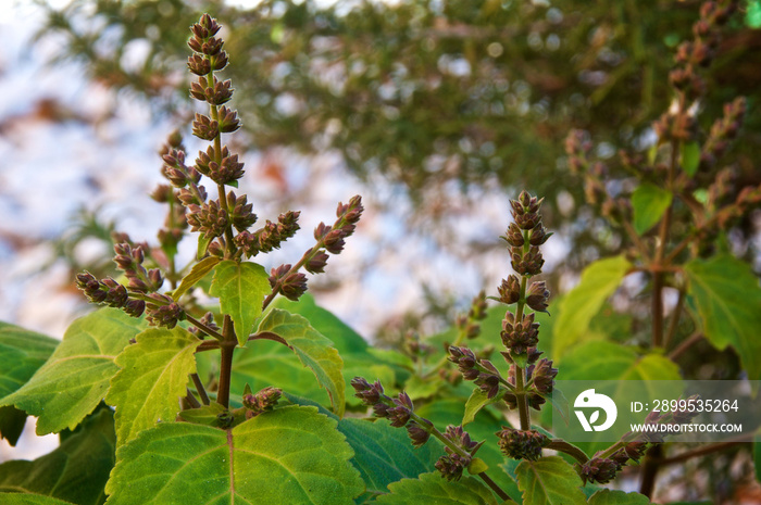 Close up eye level view of flowering patchouli plant also known as pogostemon cablin used in aromatherapy, essential oils and herbal medicine.