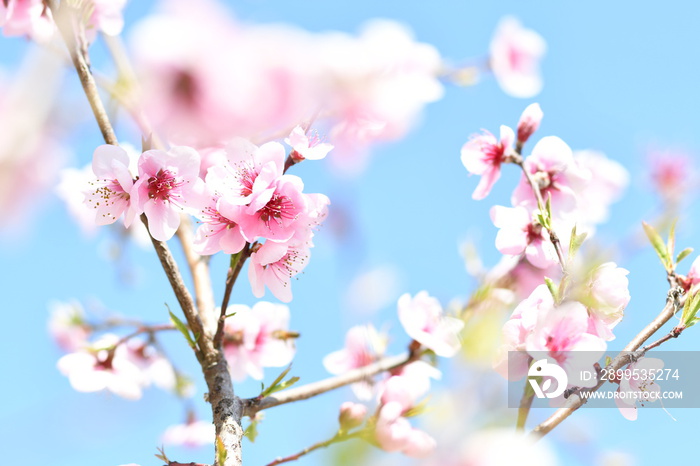 Fiori di ciliegio con sfondo azzurro di una bella giornata di sole