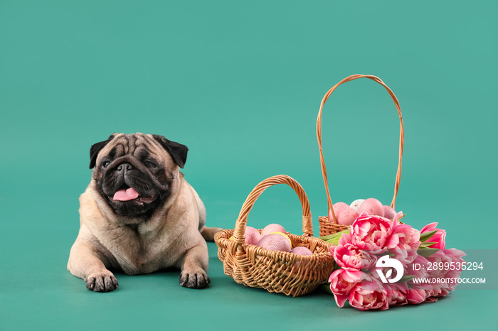 Funny pug dog with Easter eggs and tulip flowers on color background