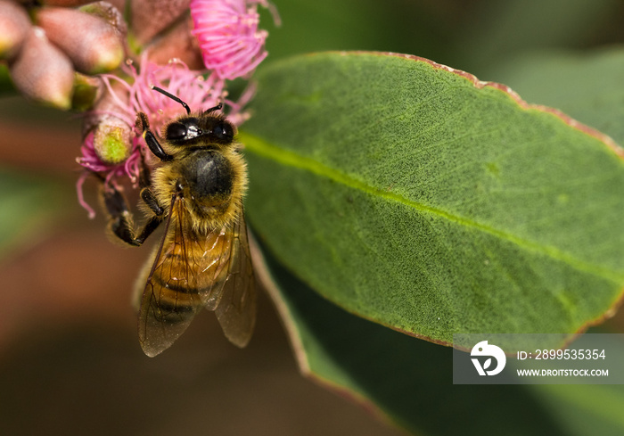 Australian Honey Bee on Wattle Flowers