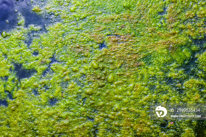 Blue Green Algae - Cyanobacteria texture on a lake