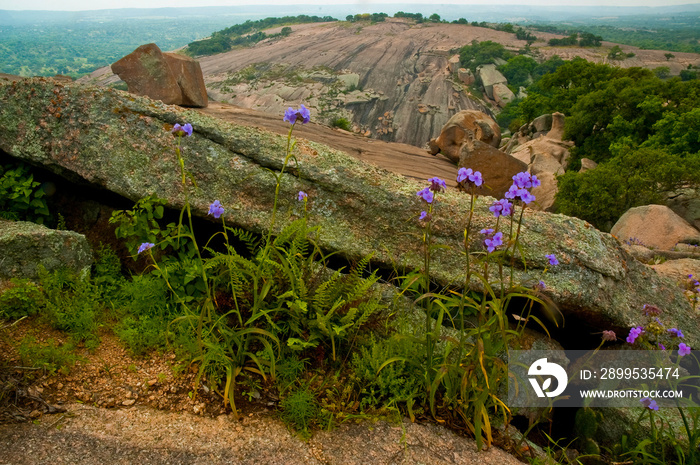 Spiderwort And Ferns On Enchanted Rock