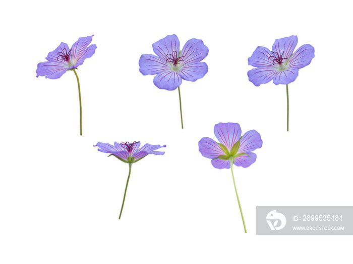 Cranesbill or geranium blue flowers isolated transparent png