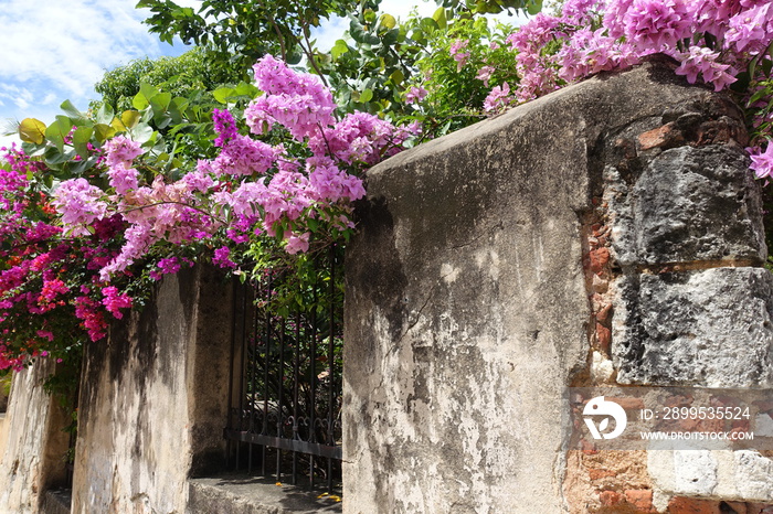 Dominican Republic Santo Domingo - Old brick wall with blooming flowers in Colonial Zone