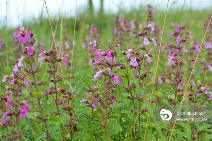 Teucrium chamaedrys grows in nature in summer