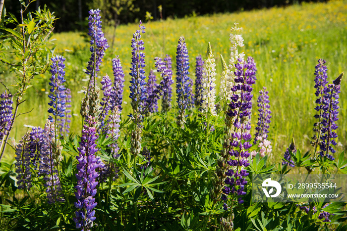 Wild Lupines in Minnesota