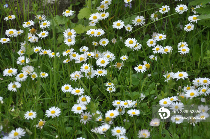 The perennial Bellis perennis bloom in nature