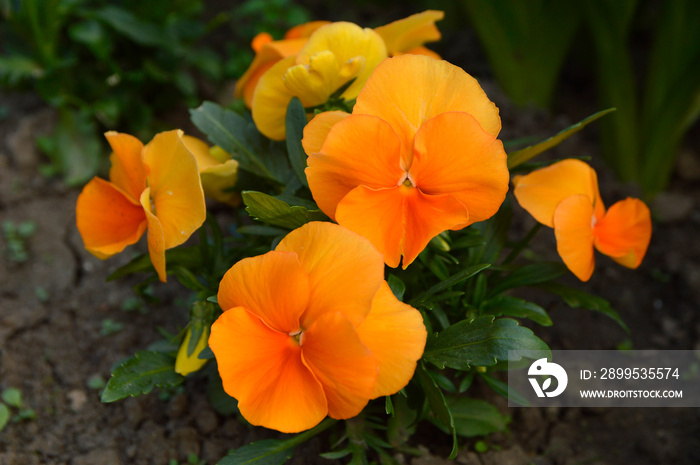 blooming orange pansy flowers growing in the garden