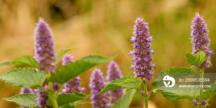 Close-up of agastache foeniculum, Belgium