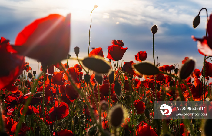 Poppy on sky background. Anzac day. Poppy field, Remembrance day, Memorial. Red poppies. Memorial armistice Day, Anzac day banner. Remember for Anzac, Historic war memory.