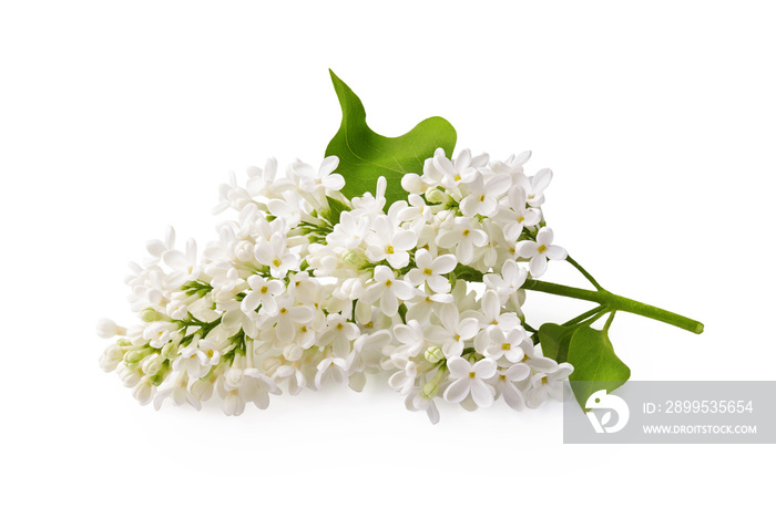 Branch of white lilac flowers with green leaf isolated on white background.