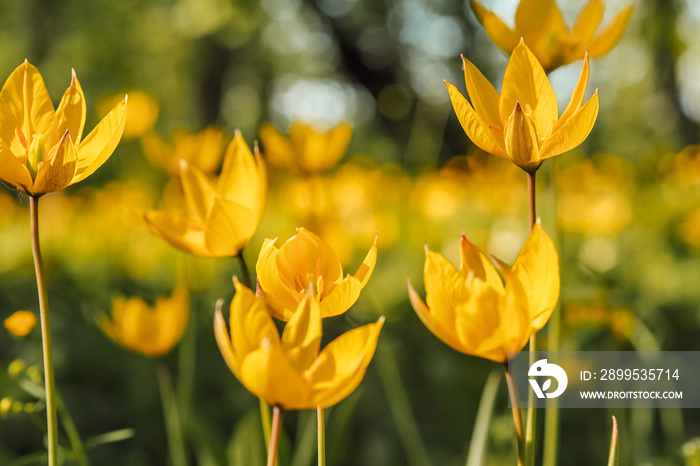 yellow wild tulips bloom in the meadow