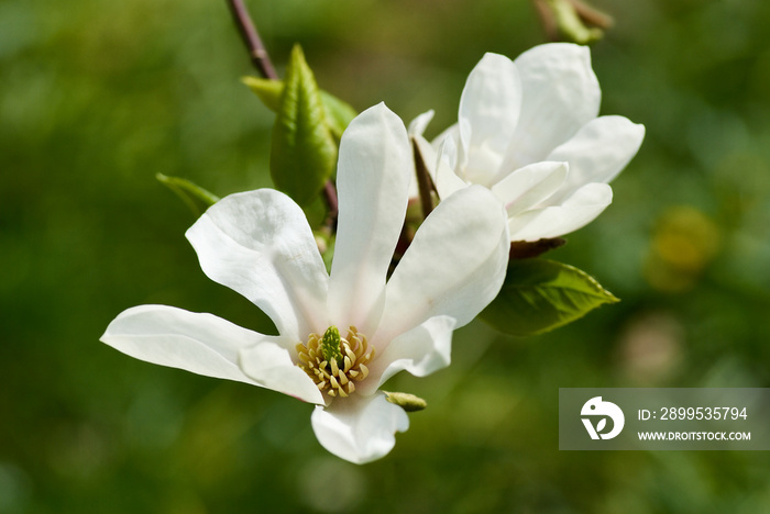 Twig with blossoming white japanese magnolia flowers, Magnolia Kobus,  against green background in spring.