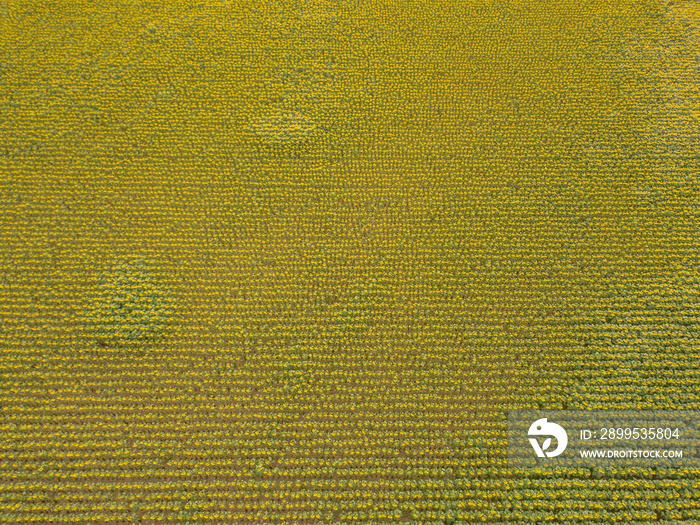 Aerial view of sunflower field in Switzerland. Lots of plants on agricultural field.