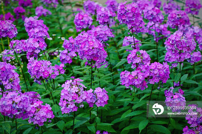 Garden purple phlox (Phlox paniculata), vivid summer flowers