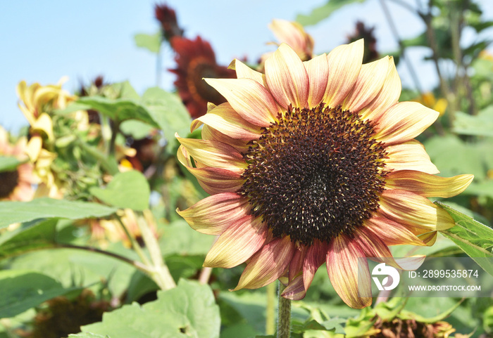 Pink Sunflower