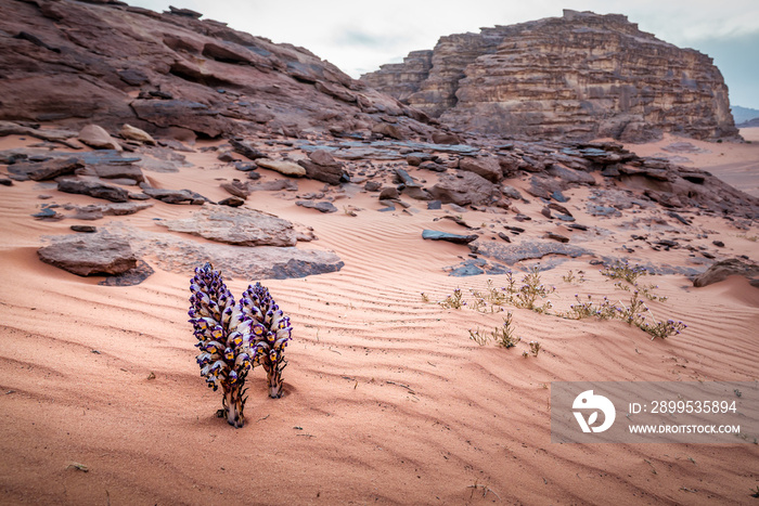 Violet Cistanche (Cistanche salsa) or Violet Broomrape parasitic plant flowering in desert Wadi Rum