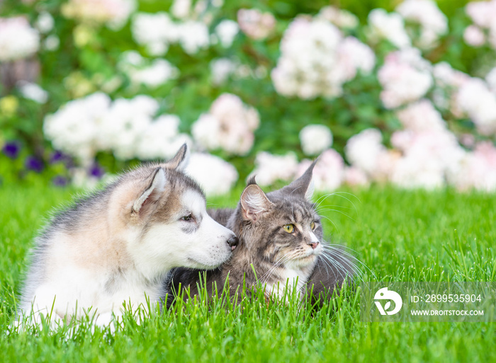 Adult maine coon cat and alaskan malamute puppy lying together on green summer grass and looking away on empty space