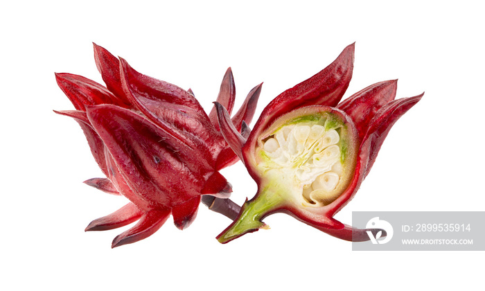 fresh roselle hibiscus on transparent png