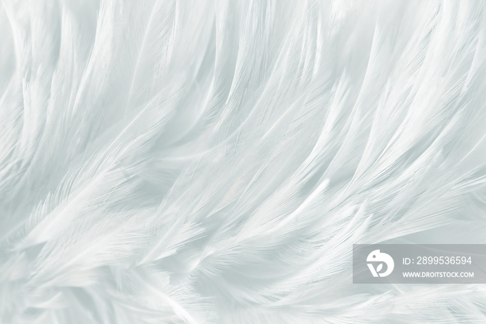 white feathers line texture background