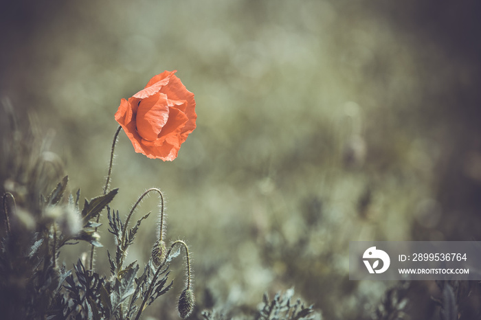 Red poppy (common names: corn poppy, corn rose, field poppy, Flanders poppy, red poppy, red weed, coquelicot) blooming on field, shallow DOF background.