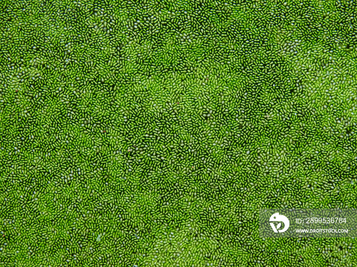 green swamp algae ( Wolffia globosa ) on water texture