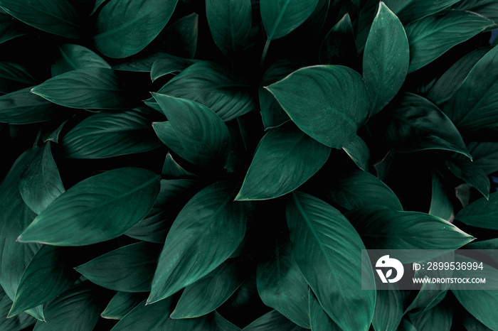 closeup nature view of green leaf in garden, dark wallpaper concept, nature background, tropical leaf