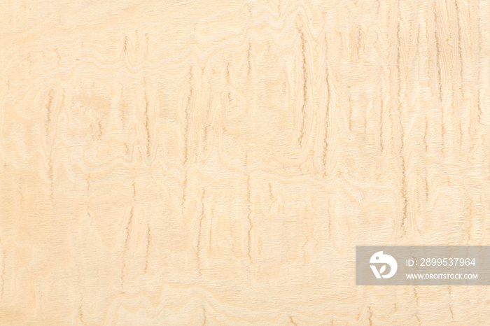 Burl Maple wood design texture. Natural background closeup.