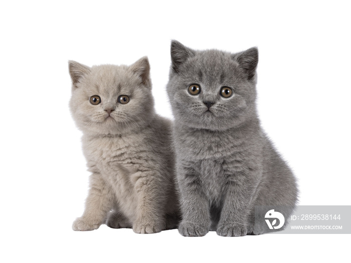 Sweet duo of British Shorthair cat kittens, sitting beside each other. Looking towards camera. Isolated cutout on a transparent background.
