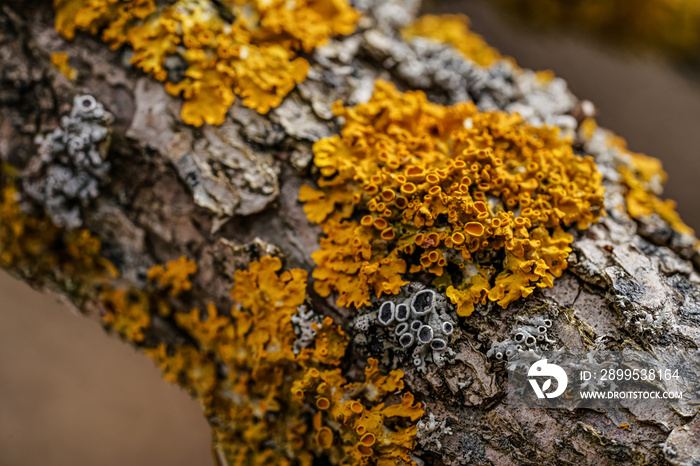 Yellow orange maritime sunburst lichen - Xanthoria parietina and some Hypogymnia physodes - growing on dry tree branch, closeup detail