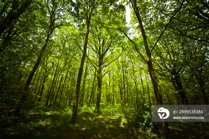 forêt de Brocéliande