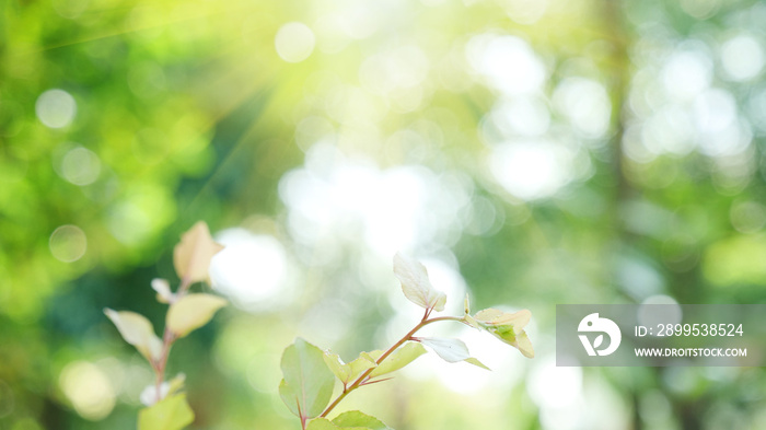 Blur background green park garden nature bright sunny forest. Blurry outdoor park in spring time glowing shinny day template with sunlight bokeh. Abstract blurred background banner copy space.