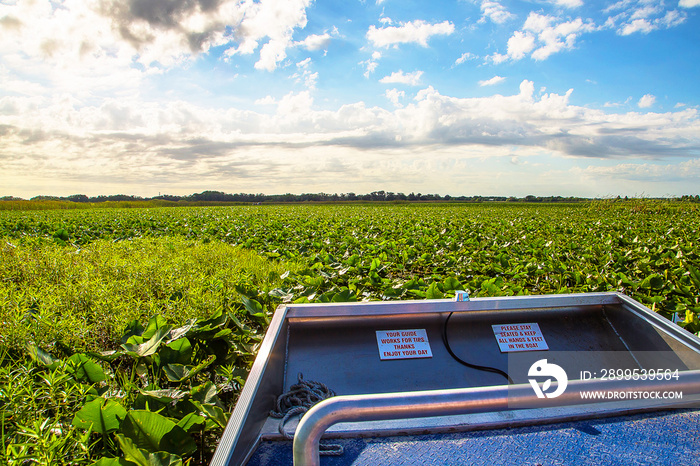 Airboat driving in a swamp or lake at the sunrise looking for th