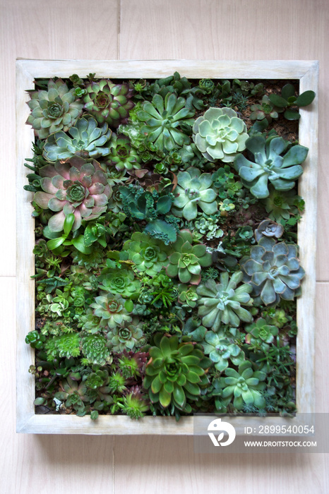 Vertical wall garden concept: various succulents in wooden framed living picture