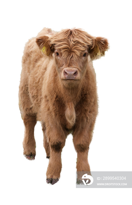 Scottish highlander calf isolated on a white background. isolate calf breeds Highlander cow Scotland.  Isolated the Highlander cow Scotland.