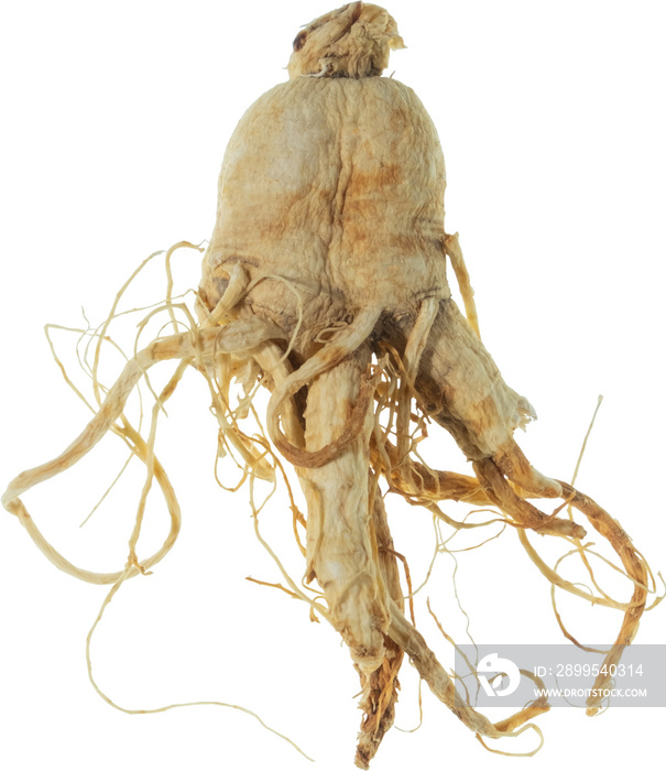 ginseng cut out on transparent background.