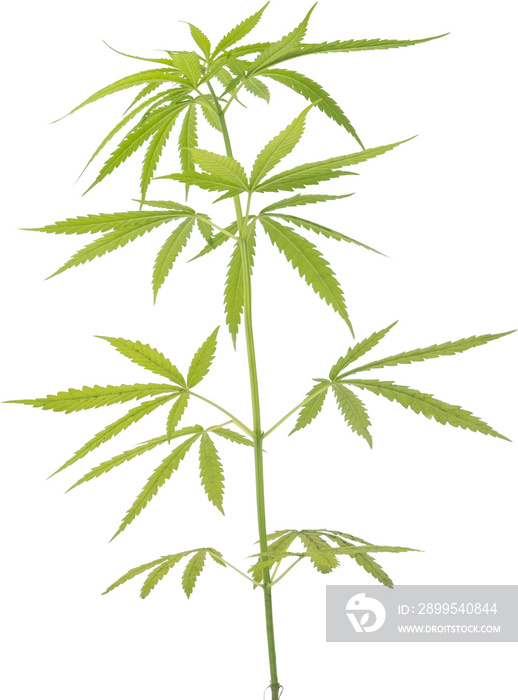 cannabis, hemp plant cut out on transparent background.