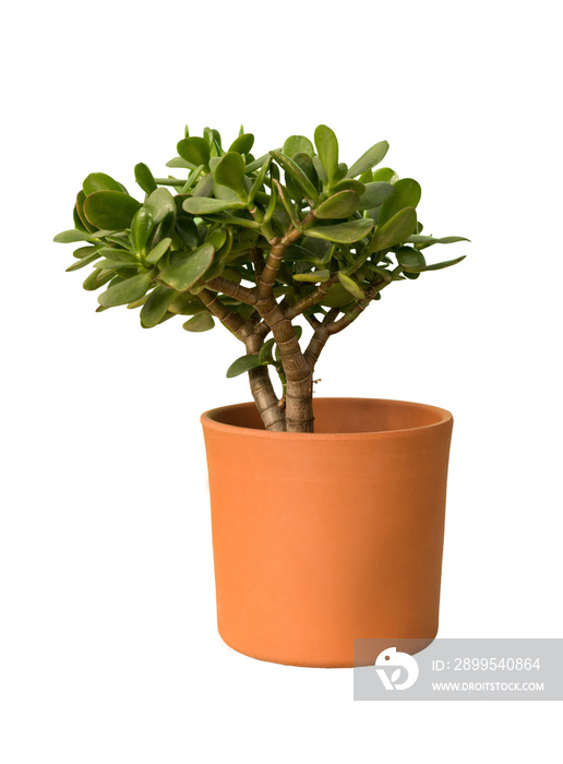 Cut out jade tree plant in a pot, home decoration isolated