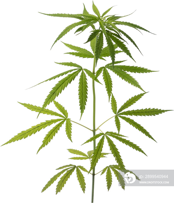 cannabis, hemp plant cut out on transparent background.