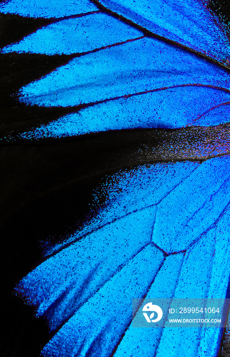 Wings of the butterfly Ulysses. Closeup. Wings of a butterfly texture background.