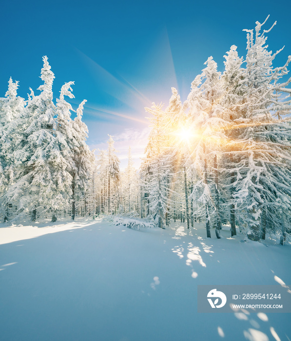 Fantastic winter sunrise in mountain forest with snow covered fir trees. Sunny outdoor scene, Happy New Year celebration concept. Artistic style post processed photo