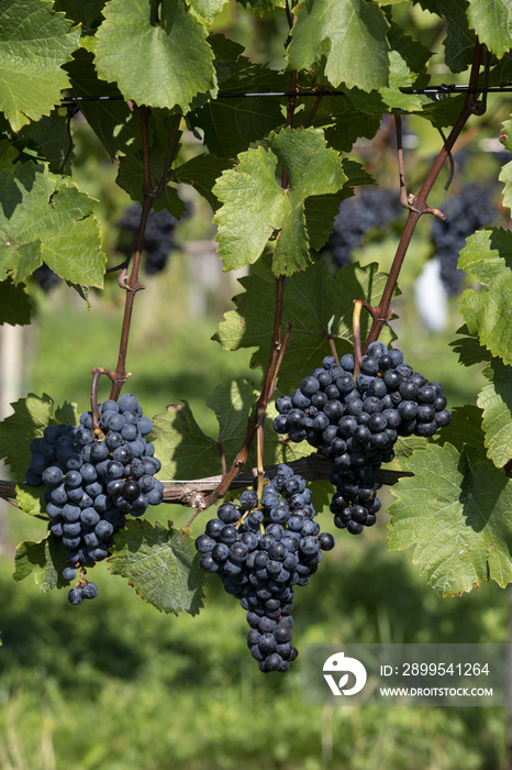 wine grapes zweigelt or vitis vinifera in southern styria, austria