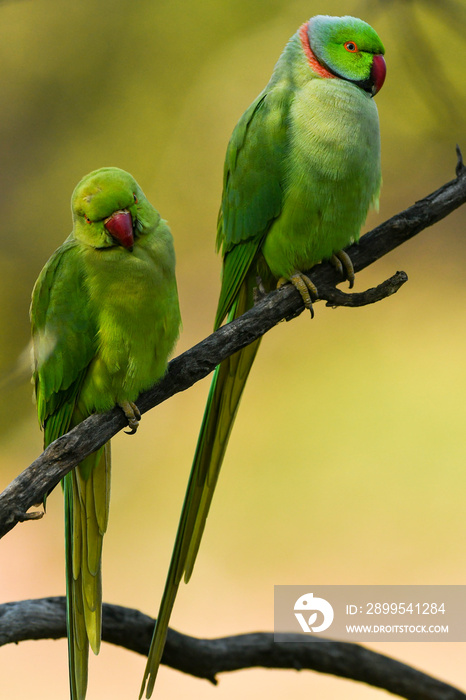 closeup of Rose ringed parakeet or ring necked parakeet or Psittacula krameri pair a couple parrot in natural green background at keoladeo national park bharatpur bird sanctuary rajasthan india asia