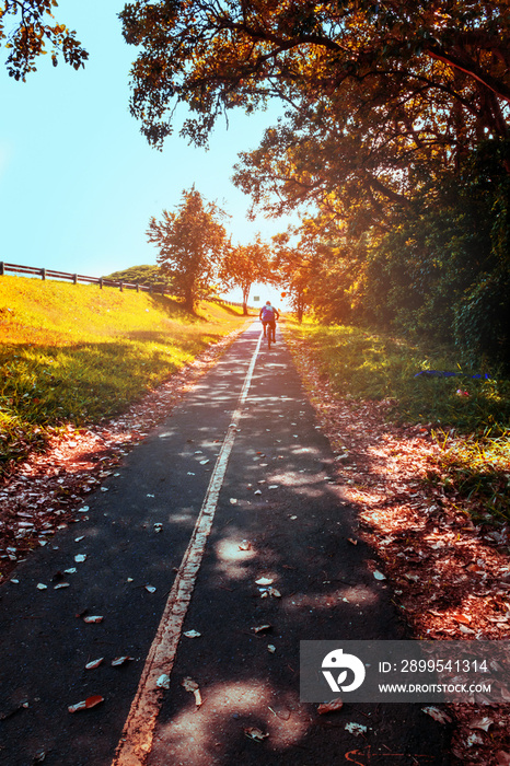 beautiful landscape of bicycle path in the forest with person in the background on a bike, beautiful spring path in sunny day outdoors. with fallen leaves