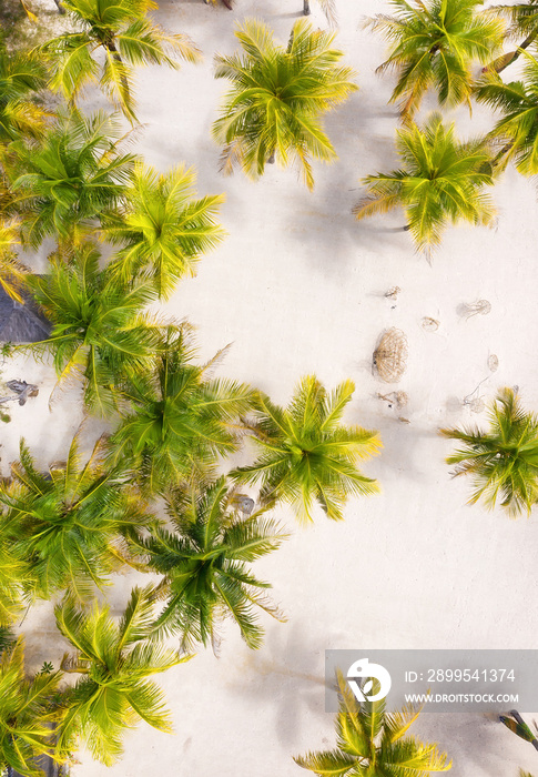 Palm trees and sand as a background from top view. Beach and sand background from drone. Bali island, Indonesia. Travel - image