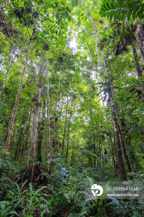 Trek at Amacayacu natural national park, Amazon, Colombia.