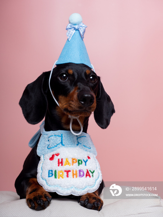 Black and tan dachshund dog with hat and bib celebrating birthday